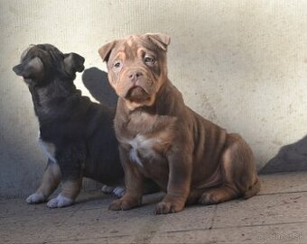 American bully pocket / shar pei - už k odberu.