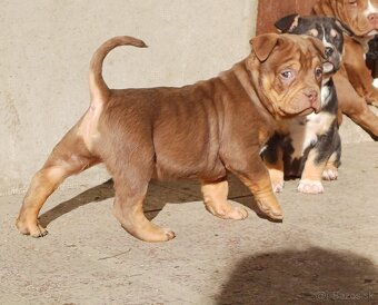 American bully pocket / shar pei - poslední dvaja