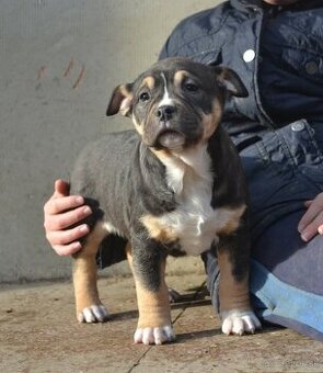 American bully pocket / shar pei - posledná fenka