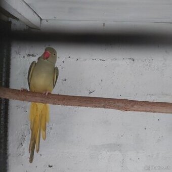 Alexander  malý HCh