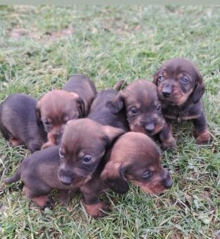 Jazvečík hrubosrsty - 1