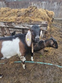 100% AN capko na krytie