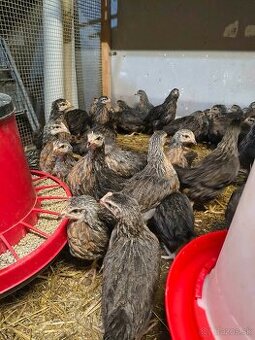 Nosnice, mládky, kuriatka