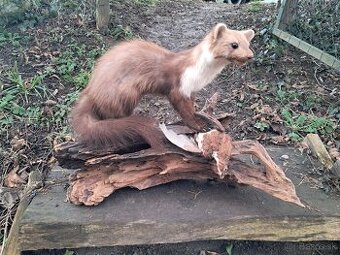 Kuna preparát, trofej, parozie, trofeje