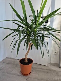 Juka obrovská (Yucca Elephantipes)