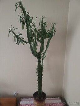Euphorbia trigona