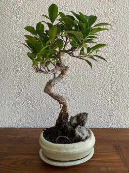 Fikus Ficus Retusa bonsaj1