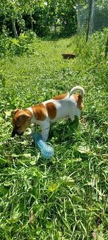 Jack russel terier šteniatko