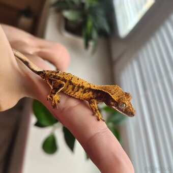 Pagekon riasnatý/Correlophus ciliatus