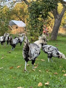 Paduanka strieborno čierno lemovaná Kohút