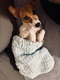 Predám 5 mesačnú fenku jack russell