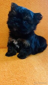 Yorkshirsky teriér, Yorkshire, Biewer, Jork