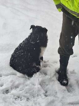 Predám Border koliu