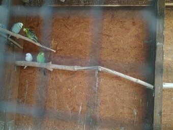 Výstavné andulky 2025,2024