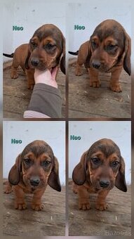 Alpsky jazvecikovity durič