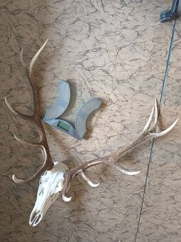 Predám trofej jeleňa - parohy