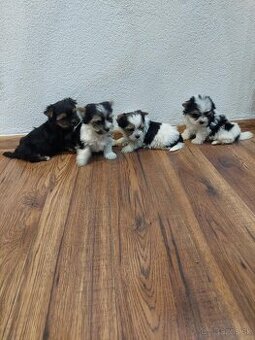 Yorkshirsỳ terier mini