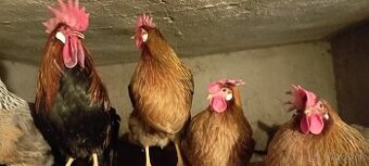 Násadove vajcia Vlaška Jarabičia