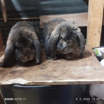 Francúzsky barani sámce