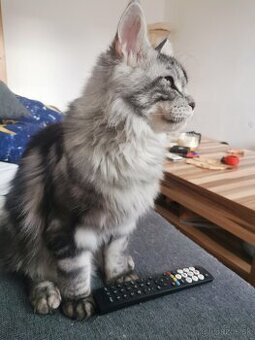 Predam maine coon
