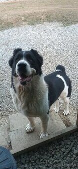 Stredoazijský ovčiak