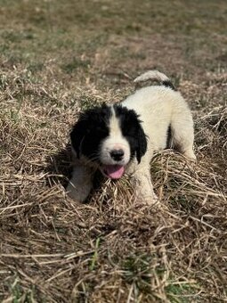 Landseer