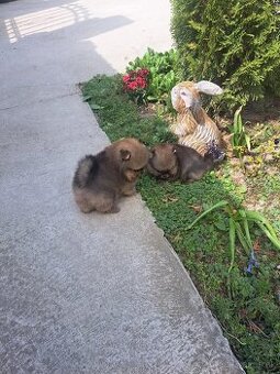 Pomeranian mini