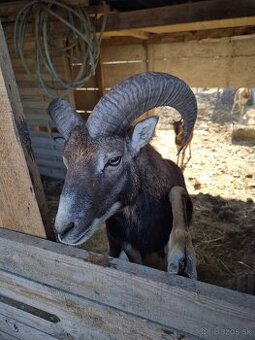 Muflon