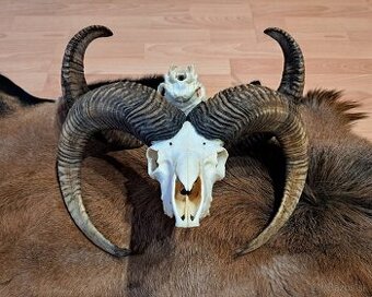 Trofeje, muflon