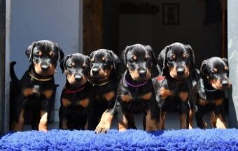Doberman