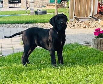 Americký bandog