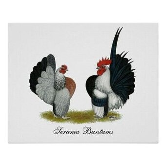 (P) sliepky bantamky liliputky ayam serama japonka chabo