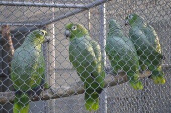 Predám Amazona.f.farinosa