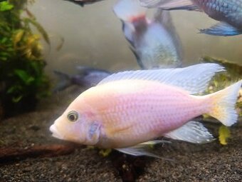 Cichlidy