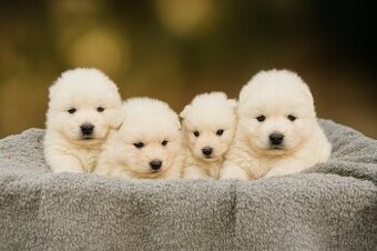 Samojed s PP - psík