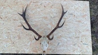 Jelenie parohy,zhody trofeje