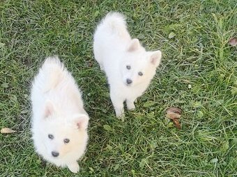 Nemecký špic biely stredný