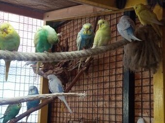 Predám Andulky, Korely, Zebričky