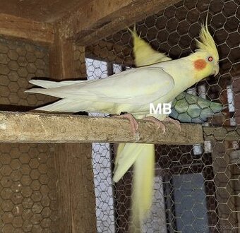 Korely perlove lutino