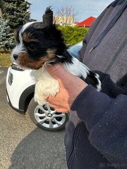 Yorkshire teriér mini