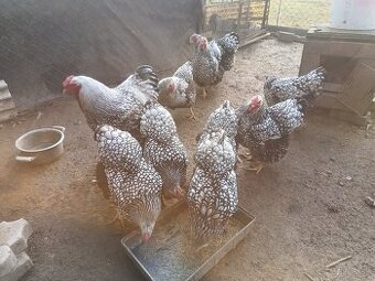 Násadove vajcia wyandotka SČL, leghorn, vlaska jarabicia