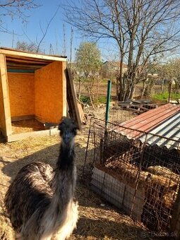 Dobrý deň mam na predam Emu samca