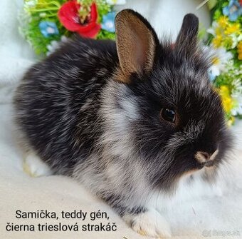 Zakrslý králik teddy gén s VP - samička