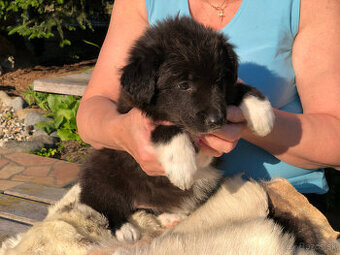border kólia (collie, kolia)