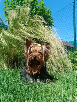 Fenka YORKSHIRE TERRIER s PP (FCI) rodokmeňom