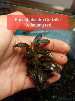 Akvárijné rastliny- pestované nad vodou (emerzne)