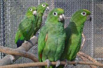 Amazona.f.farinosa