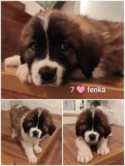 Šteniatka bernardín