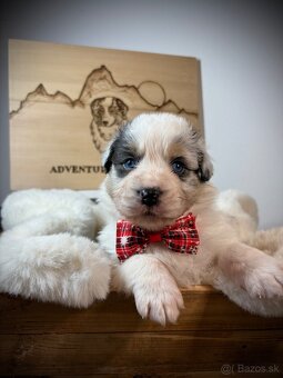 Austrálsky ovčiak s PP