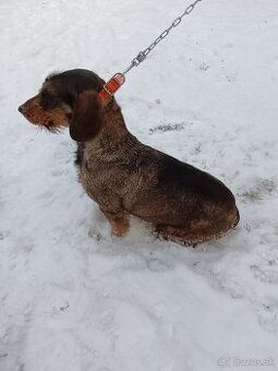 Predám jazvečíka hrubosrstého bezúdržboveho